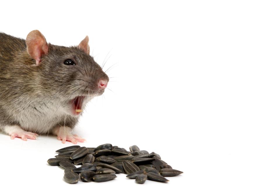 Grey rat looking at sunflower seeds.